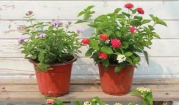 烟妹最新爆料新闻视频,最新爆料新闻视频深度解析